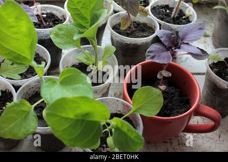 Tomatenpflanze, Aubergine, Basilikum Keimling Sprossen auf dem weißen Hintergrund. Anbau von Gemüse im Innenbereich in der Küche Fensterbank Garten. Stockfoto