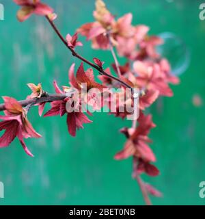 Weicher Zweig Spiraea japonica (auch japanischer Spirea oder Wiesenbärchenbärtig genannt) in einem Glas auf einem grünen rustikalen schäbigen Hintergrund. Goldflame im Frühling. Stockfoto