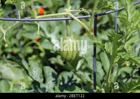 Nahaufnahme einer einzigen, kleinen Yellow Doll Hybrid-Wassermelone, die auf einem Gittergitter in einem Garten in Illinois wächst Stockfoto