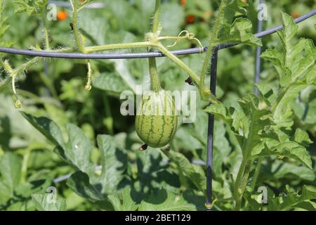 Nahaufnahme einer einzigen, kleinen Yellow Doll Hybrid-Wassermelone, die auf einem Gittergitter in einem Garten in Illinois wächst Stockfoto