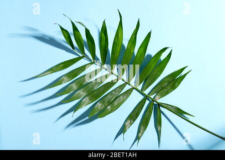 Tropische Palmenblätter mit Schatten auf dem Papierhintergrund. Rahmen mit Sommerkonzept. Stockfoto
