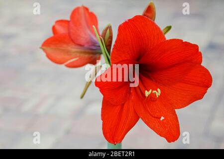 Amaryllis, große rote Blüten, 2 Knospen, trompetenförmig, subtropisch, 4 Blüten pro Stamm, auffällig, Zwiebeln, Natur, PR Stockfoto