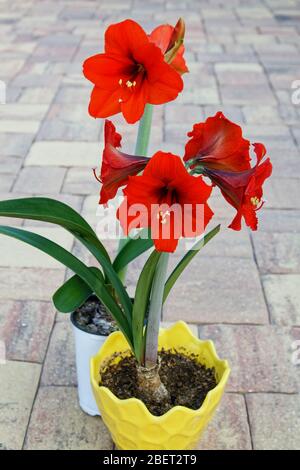 Amaryllis, große rote Blüten, trompetenförmig, subtropisch, 4 Blüten pro Stamm, auffällig, Zwiebeln, 2 Töpfe, Natur, PR Stockfoto