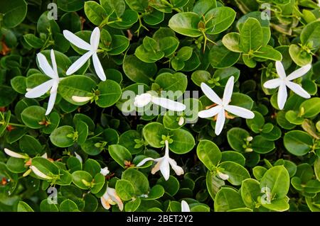 Carissa macrocarpa, Natal Pflaume, kleine Strauch, sternenklare weiße Blüten, glänzend grüne Blätter, winzige Spitzen, Garten, Süd-Florida, Frühling, Pr Stockfoto