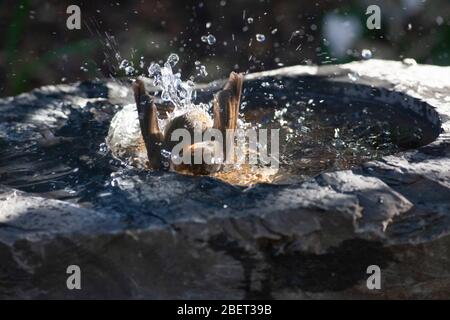 London, Großbritannien. 15. Apr 2020. Ein Rotkehlchen genießt die Sonne, während er im Wasser eines Schiefer-Vogelbades in einem Garten in Clapham, Süd-London, spritzt. Quelle: Anna Watson/Alamy Live News Stockfoto