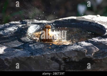 London, Großbritannien. 15. Apr 2020. Ein Rotkehlchen genießt die Sonne, während er im Wasser eines Schiefer-Vogelbades in einem Garten in Clapham, Süd-London, spritzt. Quelle: Anna Watson/Alamy Live News Stockfoto