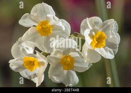 Trossachs, Großbritannien. April 2019. Im Bild: Narcissus Blumen, die während der Coronavirus Lockdown in den Glasgow Botanic Gardens gesehen wurden. Quelle: Colin Fisher/Alamy Live News Stockfoto