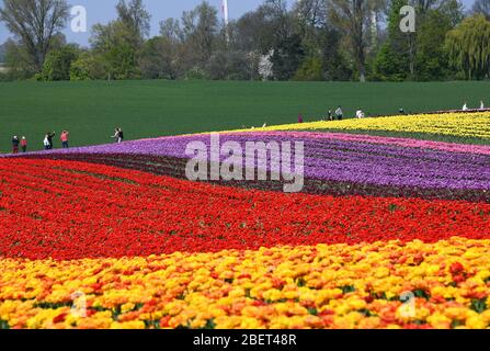 Bunte Tulpenfelder bei Grevenbroich-Busch. Stockfoto