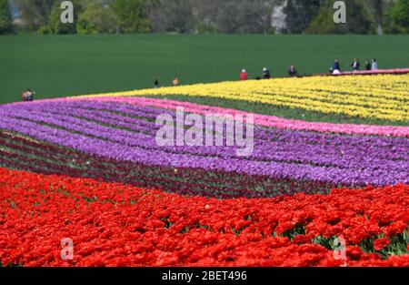 Bunte Tulpenfelder bei Grevenbroich-Busch. Stockfoto