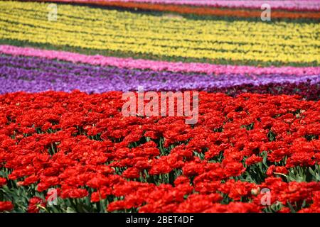 Bunte Tulpenfelder bei Grevenbroich-Busch. Stockfoto