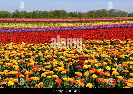 Bunte Tulpenfelder bei Grevenbroich-Busch. Stockfoto