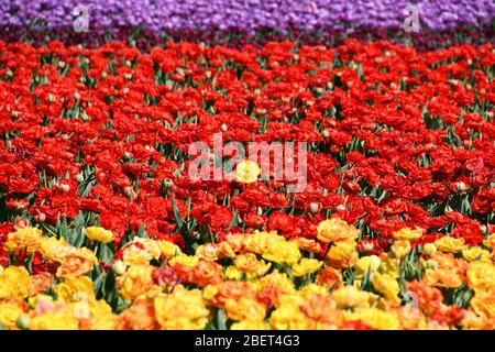 Bunte Tulpenfelder bei Grevenbroich-Busch. Stockfoto