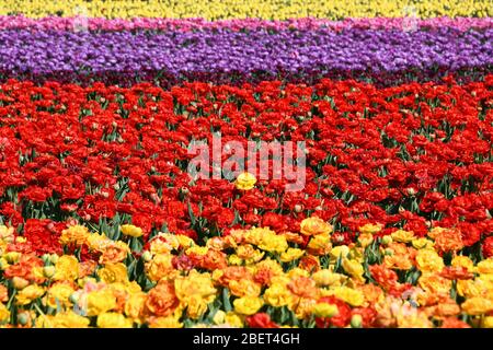 Bunte Tulpenfelder bei Grevenbroich-Busch. Stockfoto