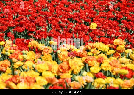 Bunte Tulpenfelder bei Grevenbroich-Busch. Stockfoto