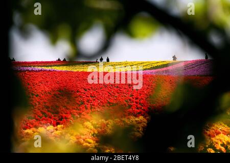 Bunte Tulpenfelder bei Grevenbroich-Busch. Stockfoto