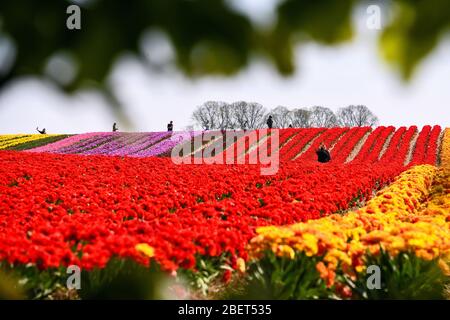 Bunte Tulpenfelder bei Grevenbroich-Busch. Stockfoto