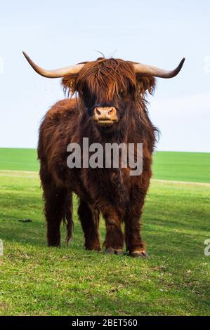 Schottisches Hochlandrind, das im Frühjahr auf einer Wiese steht Stockfoto