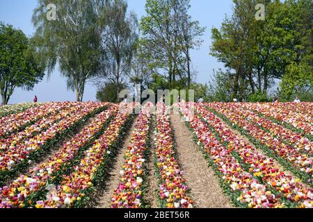 Bunte Tulpenfelder bei Grevenbroich-Busch. Stockfoto