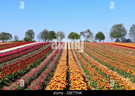 Bunte Tulpenfelder bei Grevenbroich-Busch. Stockfoto