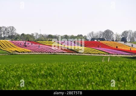 Bunte Tulpenfelder bei Grevenbroich-Busch. Stockfoto