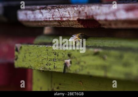 Einzelne Krainer Honigbiene sitzt am Eingang des Bienenstocks Stockfoto
