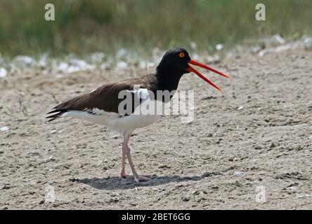 Amerikanischer Austernfischer (Haematopus palliatus palliatus) Erwachsener steht am Strand und nennt Pantanos de Villa, Peru März Stockfoto