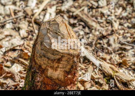 Biber nagt an einem gefallenen Birkenstamm in Papenluch Briesetal, Birkenwerder, Deutschland Stockfoto