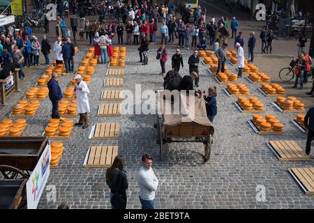 Gouda, Niederlande - Mai 2016: Der wöchentliche Käsemarkt in der ikonischen Käsehadt Stockfoto