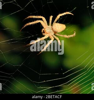 Große braune Spinne auf ihrem Netz. Stockfoto