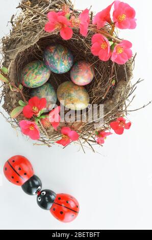 Vogelnest mit Blumen, Ostereiern und Marienkäfer Ornamenten auf weißem Hintergrund verziert Stockfoto