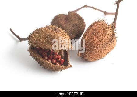 Brasilianische Urucum Annatto Samen isoliert auf weißem Hintergrund Stockfoto