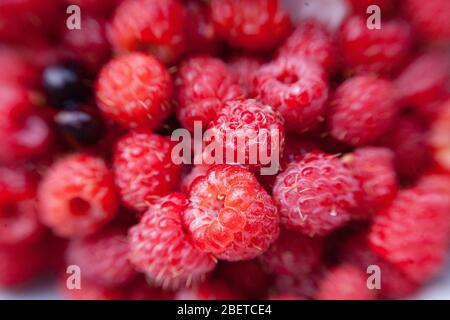 selection of freshly picked ripe red raspberries and 2 berries of black currant Stockfoto