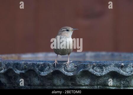 London, Großbritannien. 15. April 2020. UK Wetter - EIN Wren (Troglodytes) besucht ein Vogelbad in einem Vorstadtgarten im Nordwesten Londons. Kredit: Stephen Chung / Alamy Live News Stockfoto