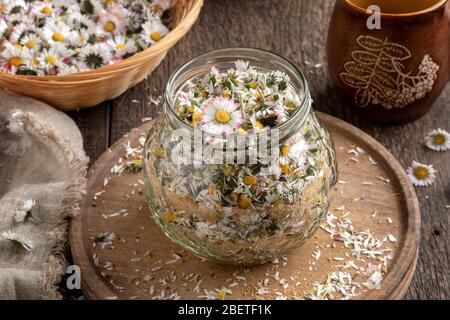 Zubereitung von hausgemachtem Kräutersirup gegen Husten aus frischen Gänseblümchen und Rohrzucker Stockfoto