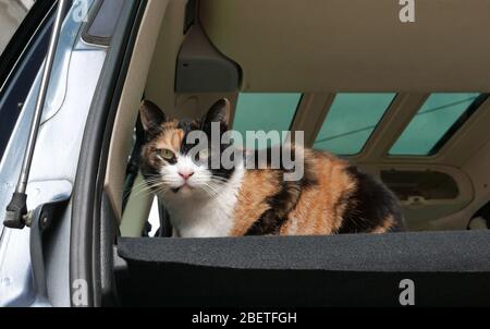 Katze im Auto liegend, Haustier Reisekonzept Stockfoto