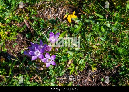 Blumenwiese in den Bergen, Italien Dolomiten. Stockfoto