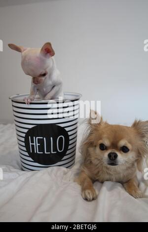 Kurze und langhaarige Chihuahua Hunde genießen einander Gesellschaft Stockfoto