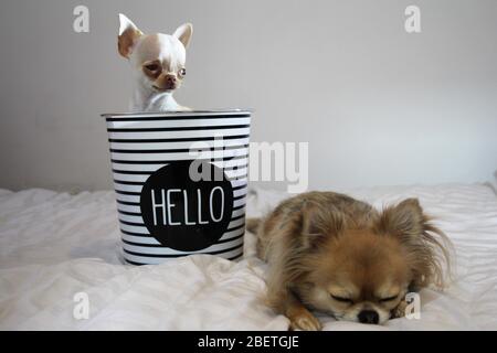 Kurze und langhaarige Chihuahua Hunde genießen einander Gesellschaft Stockfoto