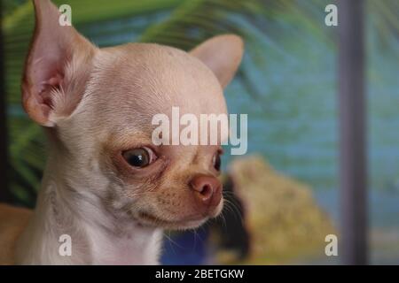 Niedliche weiße Teetasse Chihuahua genießen Spielzeit Stockfoto