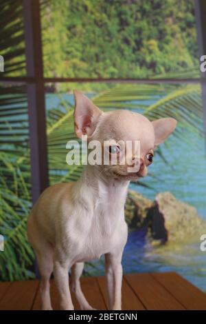 Niedliche weiße Teetasse Chihuahua genießen Spielzeit Stockfoto