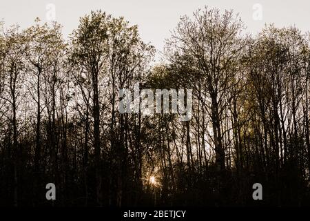 MERTHYR TYDFIL, WALES - 14. April 2020: Baumsilhouette während des Sonnenuntergangs auf meiner Regierung genehmigte tägliche Übung. Stockfoto