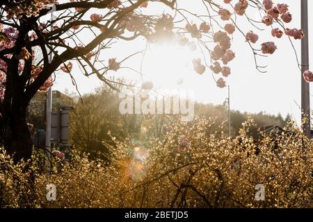 MERTHYR TYDFIL, WALES - 14. April 2020: Blühende Bäume und Gras leuchten, wenn die Frühlingssonne untergeht. Stockfoto