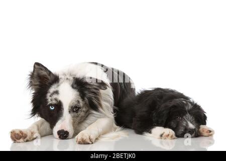 Zwei Hunde liegen auf weißem Hintergrund Stockfoto