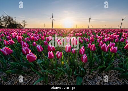 Rote rosa Tulpen während des Sonnenuntergangs, Tulpenfilen in den Niederlanden Noordoostpolder, schöne Sonnenuntergangsfarben mit Frühlingsblumen Stockfoto