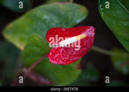 Laceleaf Flamingo Blume Heckflower Andraeanum Anthurium Red Peace Lily Mit Wassertropfen Stockfoto