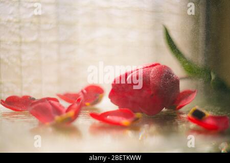 Schöne rote Tulpenblume, die mit Wasser mit Blütenblättern auf dem Glashintergrund besprüht wird. Weiche Frühlingsfotografie Stockfoto