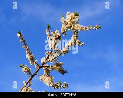 Pflaumenblüte, prunus Stockfoto