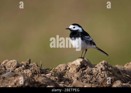 Rüden-Pied-Waggtail-Motacilla alba. Feder. Stockfoto