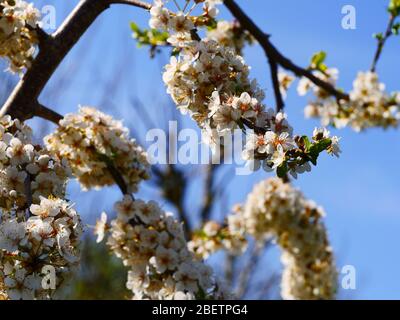 Pflaumenblüte, prunus Stockfoto