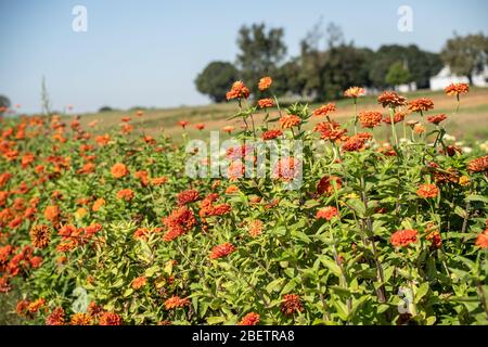 Felder auf dem Bauernhof von Zinnias Stockfoto